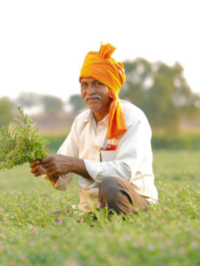 Indian farmer at the chickpea field, farmer showing chickpea plant