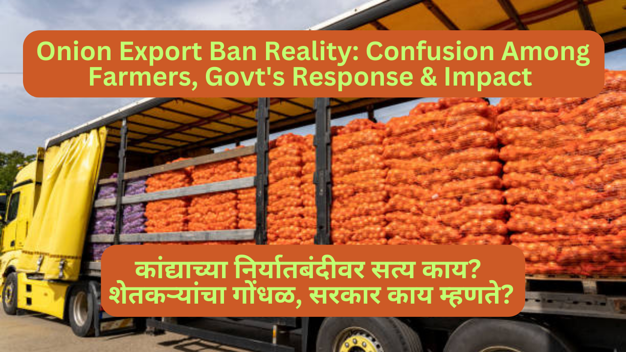 Onion Export Ban Reality: Confusion Among Farmers, Govt's Response & Impact