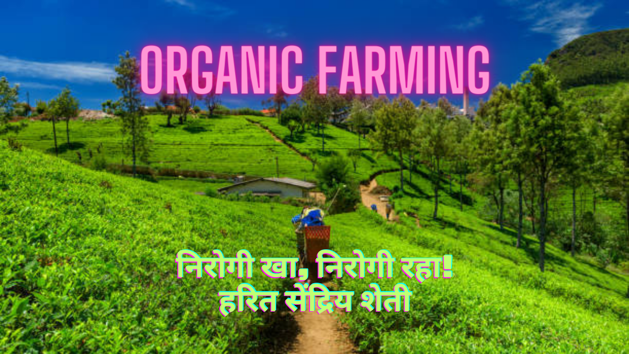 Organic Farming: Ensuring a Healthy Future