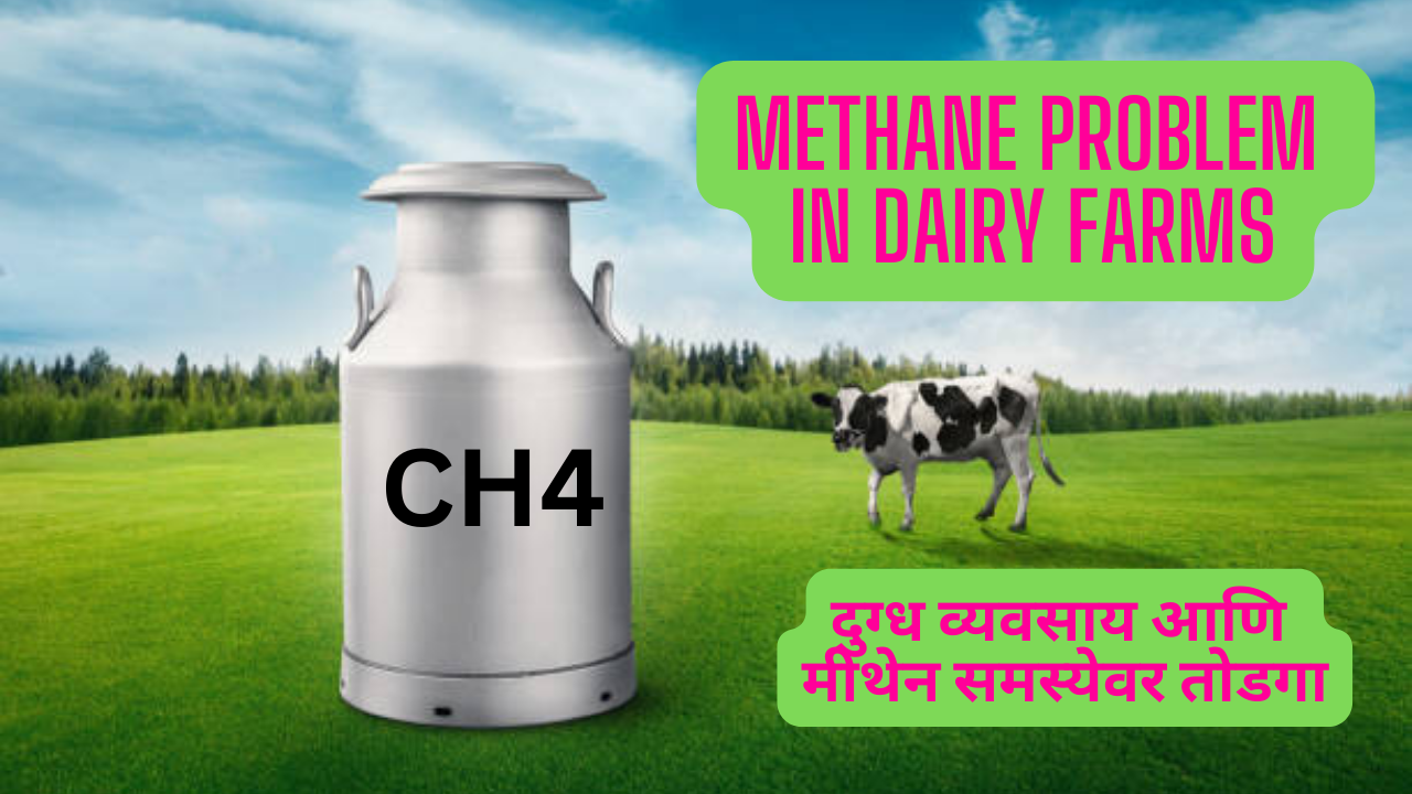 Methane Problem in Dairy Farms