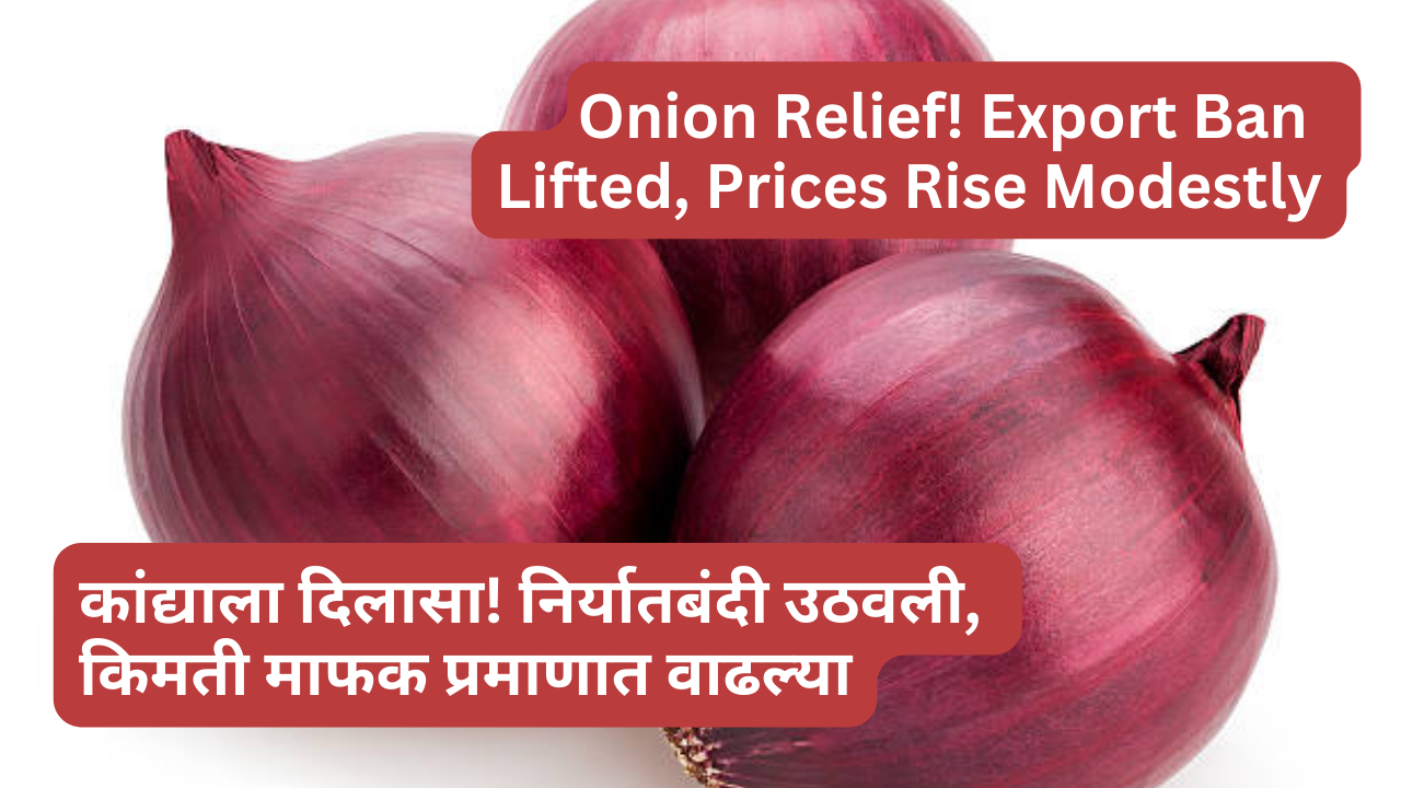 Onion Relief! Export Ban Lifted, Prices Rise Modestly