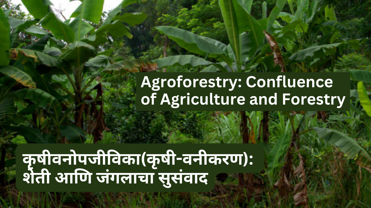 Agroforestry: Confluence of Agriculture and Forestry