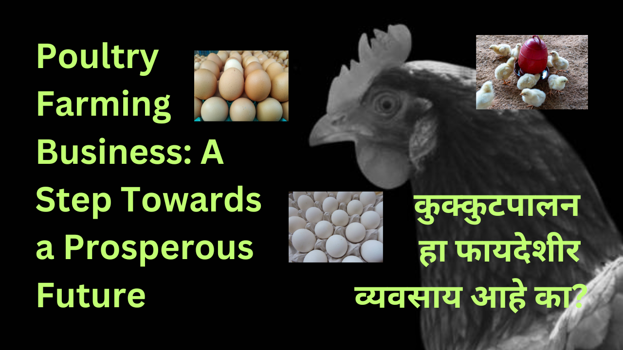 Poultry Farming Business: A Step Towards a Prosperous Future