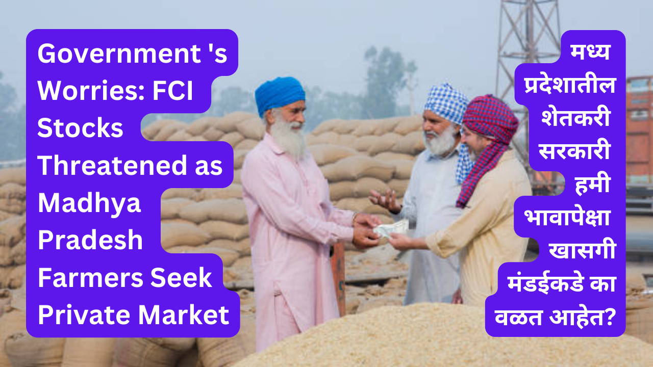 Government 's Worries: FCI Stocks Threatened as Madhya Pradesh Farmers Seek Private Market