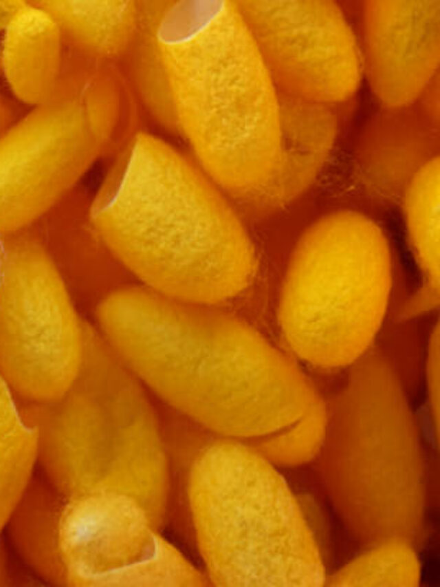cropped-o-8.jpg