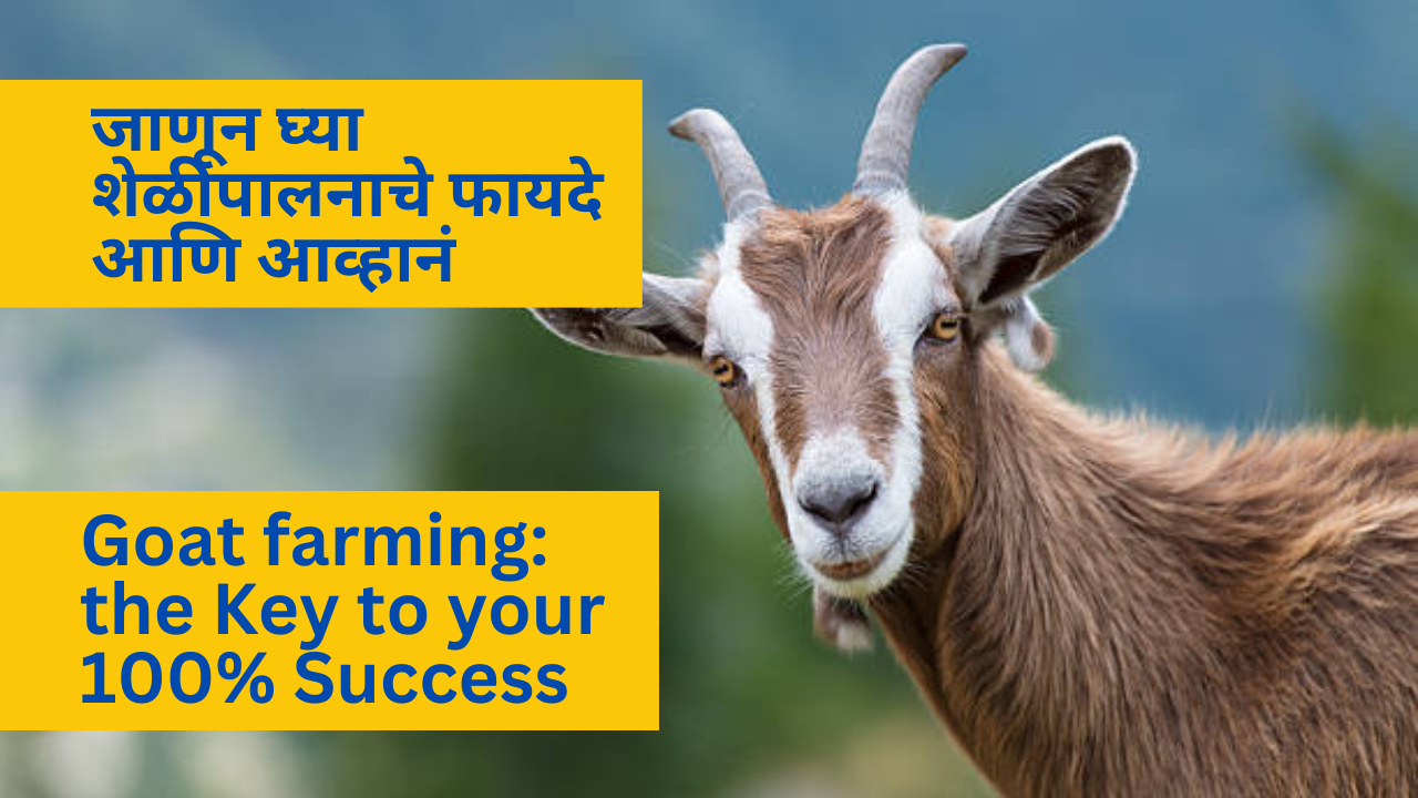 Goat farming: the Key to your 100% Success