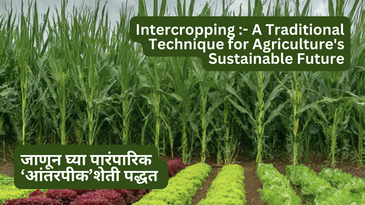 Intercropping :- A Traditional Technique for Agriculture's Sustainable Future