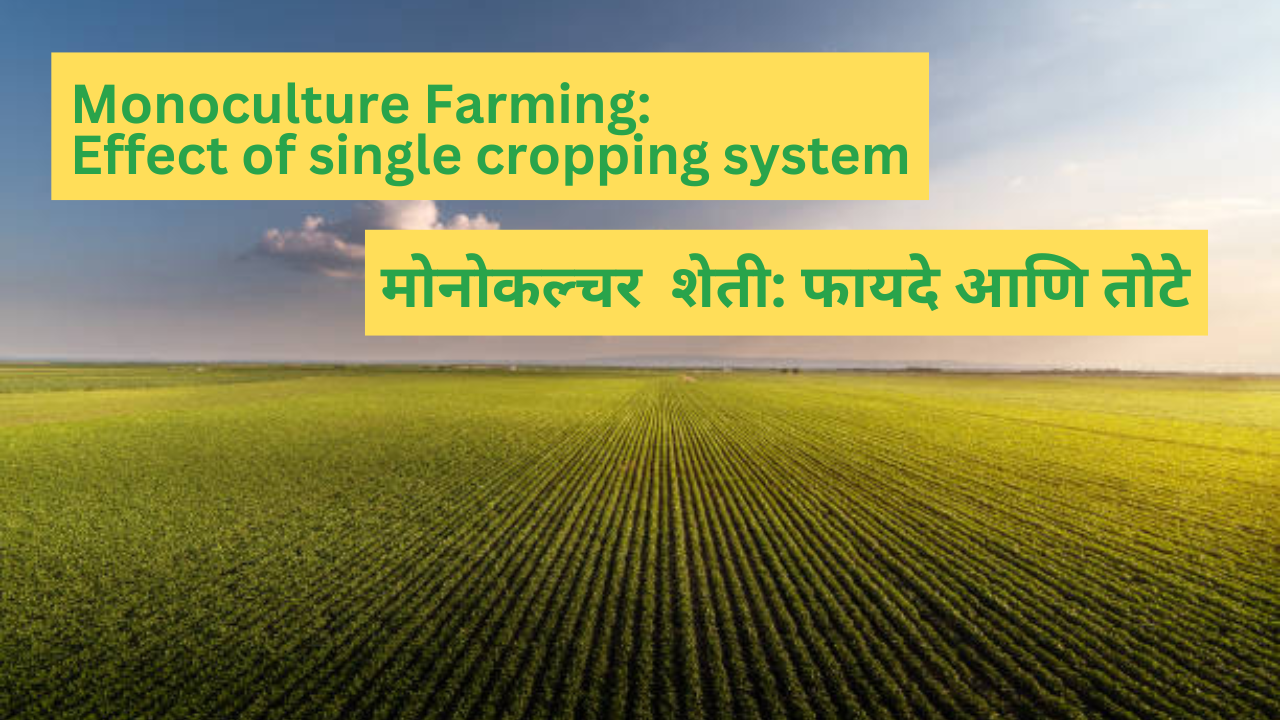 Monoculture Farming: Effect of single cropping system