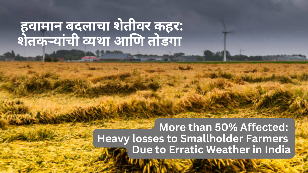 More than 50% Affected: Heavy losses to Smallholder Farmers Due to Erratic Weather in India