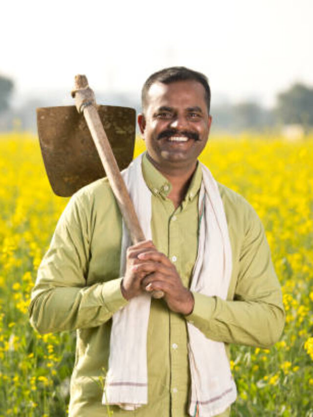 Farmer in oilseed rape agricultural field